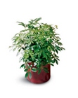 Schefflera Arboricola